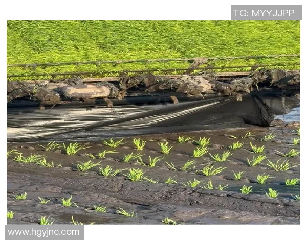 大米种植的生态环境影响与现代农业技术的结合研究